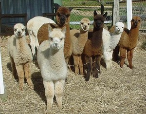 Sandy Park Alpaca Stud Pic 2