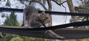 Catyards For Backyards Pic 5 - Cat Enclosure Hammock