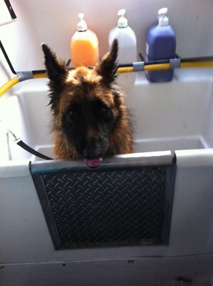 Eastern Suburbs Mobile Dog Wash & Groom Pic 2 - BEN