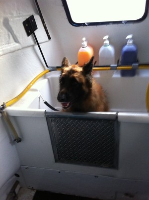 Eastern Suburbs Mobile Dog Wash & Groom Pic 4 - BEN