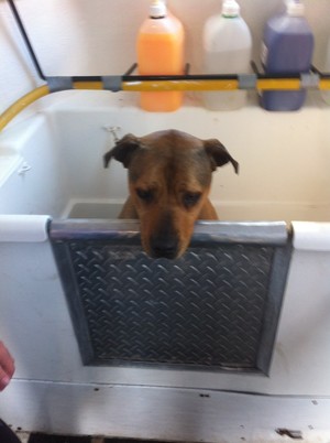 Eastern Suburbs Mobile Dog Wash & Groom Pic 3 - REX