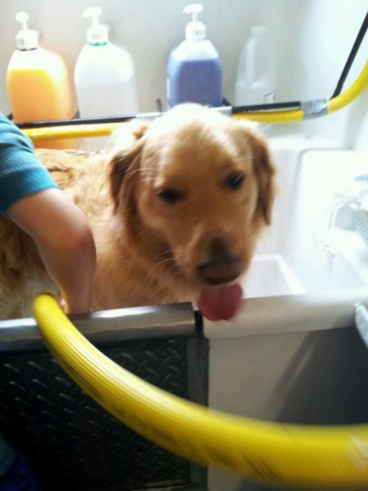 Eastern Suburbs Mobile Dog Wash & Groom Pic 1 - RUSTY