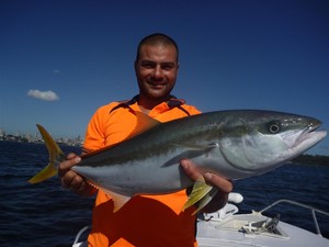 Sydney Sportfishing Adventures Pic 3 - Sydney Harbour Kingfish