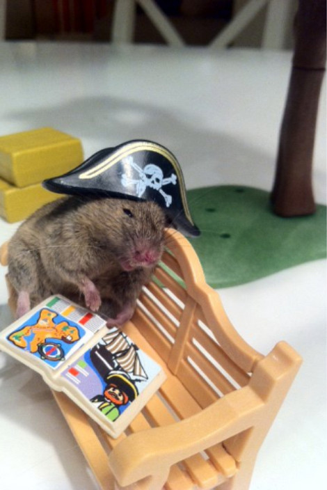 Taxidermist Sascha Smith Pic 1 - Pirate Mouse