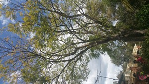 AAA Ace Tree Services Pic 2 - Before trimming of Jacaranda tree