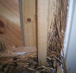 VIP Pest Control Pic 2 - Termite Damage found in house inspected by VIP Pest Control