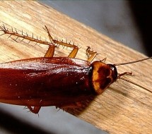 VIP Pest Control Pic 3 - VIP Pest Control can help remove all pests and cockroaches from your house today