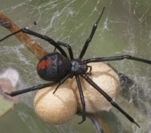 VIP Pest Control Pic 4 - Spider problems VIP Pest Control can help get rid of them today