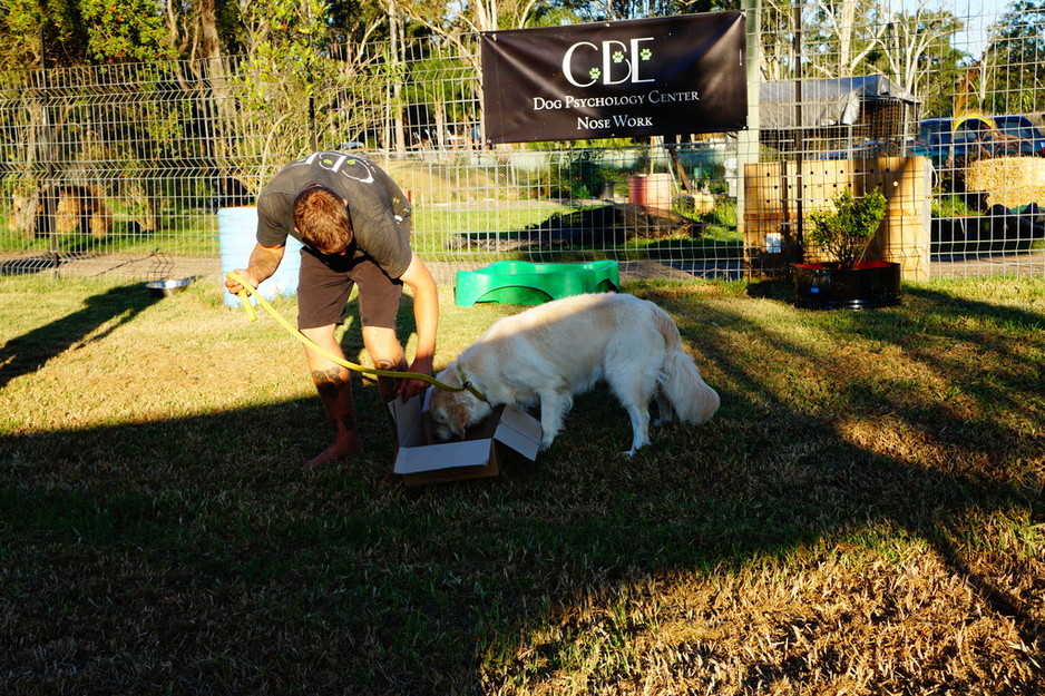 Canine Behaviour Expert Dog Psychology Center Pic 1 - Scent Sport