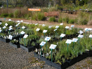 Goldfields Revegetation Pty Ltd Pic 2 - select from an extensive range of tubestock