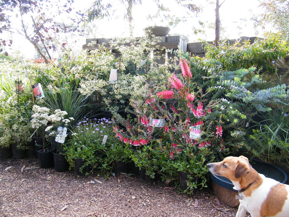 Goldfields Revegetation Pty Ltd Pic 1 - or select from our large range of plants in pots