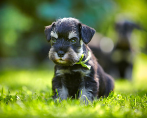 Dr Paws Oxley Highway Veterinary Hospital Port Macquarie Pic 2