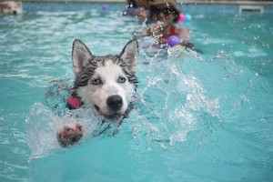 QLD Utility Locating Pic 3 - Water leak from your swimming pool give us a call