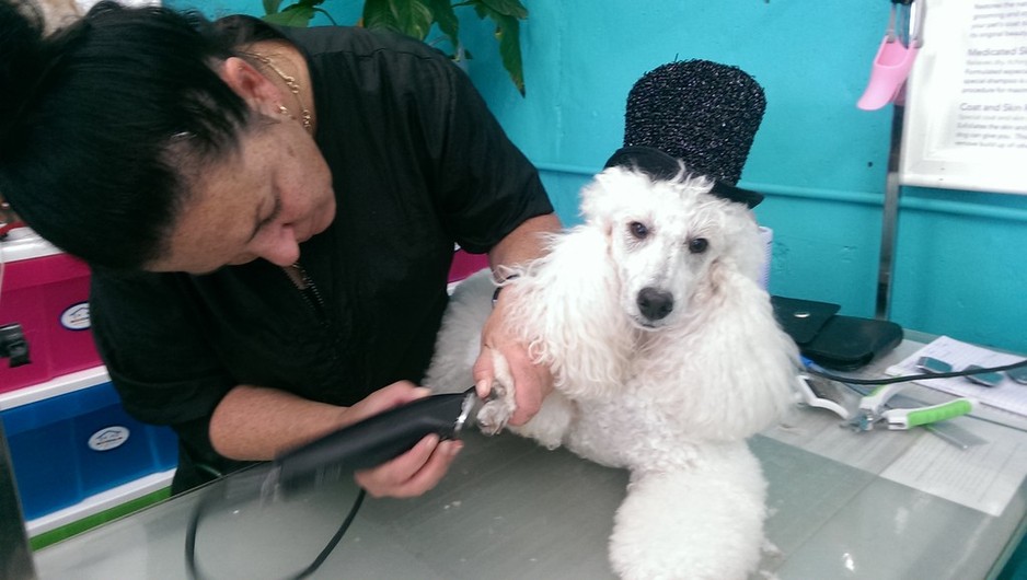 I love best sale dogs pet grooming