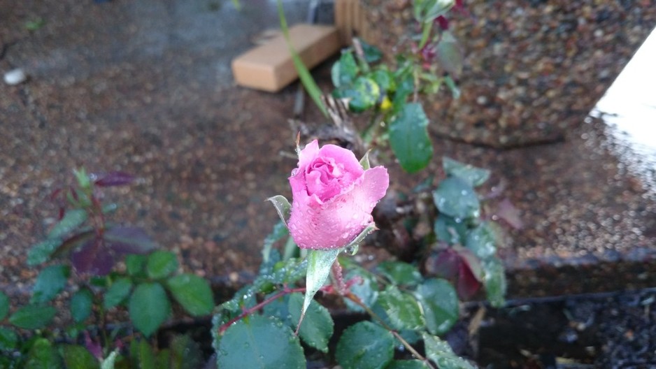 Turf Tamers Horticultural Services Pic 1 - Replanting flowers