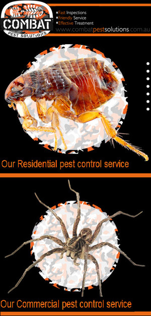 Combat Pest Solutions Pic 2 - Pest Control Brisbane