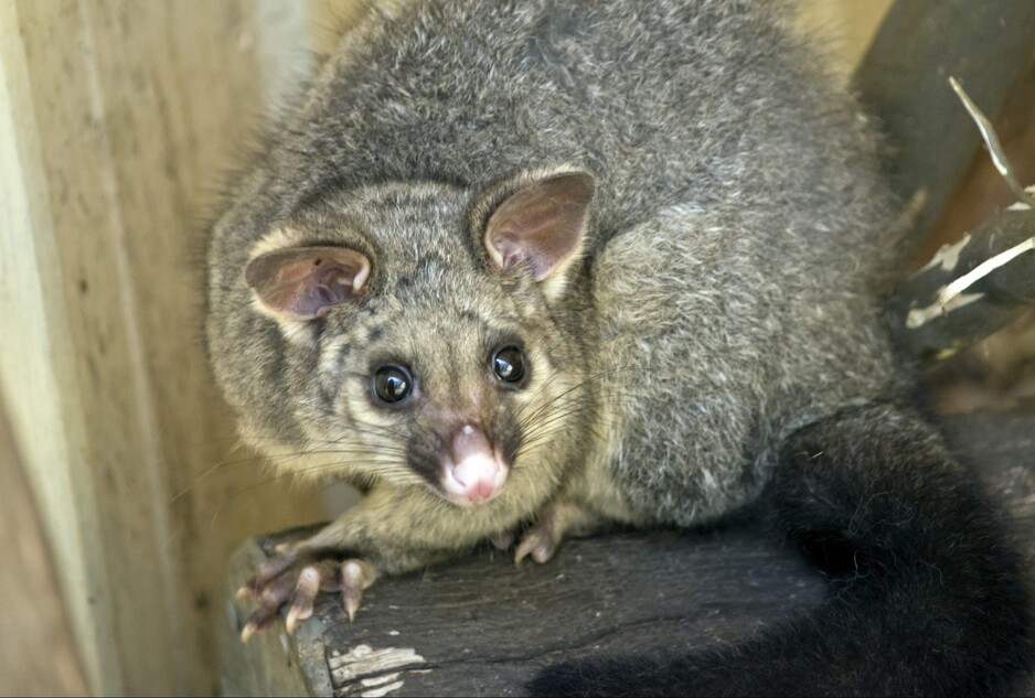 711 Possum Removal Canberra Pic 1