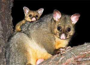 711 Possum Removal Canberra Pic 2