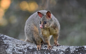 711 Possum Removal Canberra Pic 3