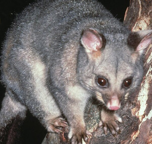 711 Possum Removal Canberra Pic 4