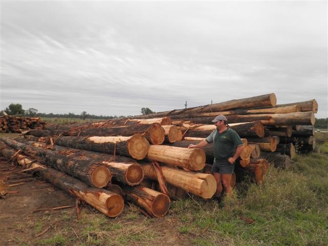 Cypress Supplies Roma Pic 1 - Logs at the Roma Mill