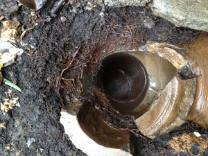 Mr Drainage Pic 2 - some typically cracked and broken old earthenware pipe Tree roots again