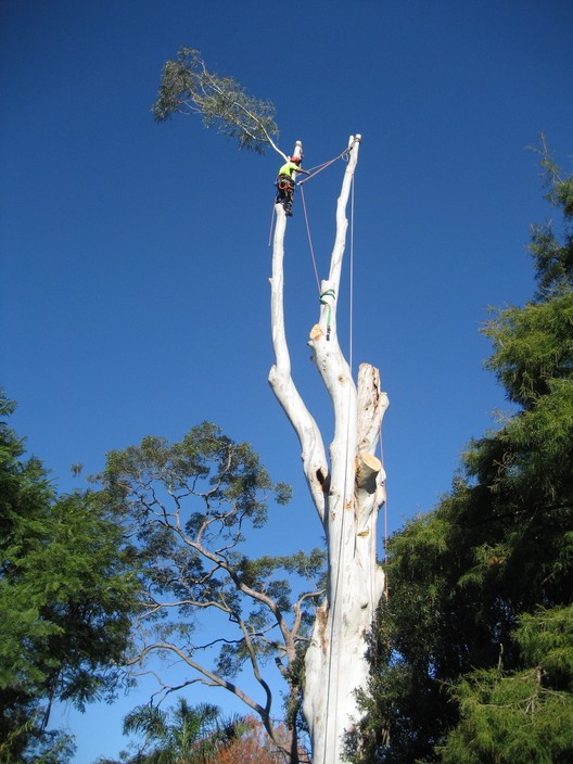 The Tree Cutting Company Pic 1