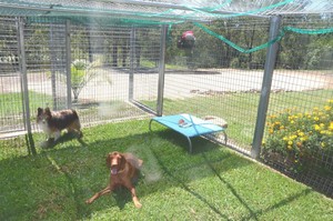 Wingham Pet Motel Pic 2 - Every dog has a beautiful grass garden overlooking the lake