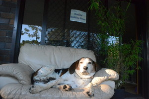 Wingham Pet Motel Pic 4 - The Hounds Holiday House has been purpose built for pampered pooches