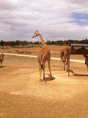 Monarto Zoo Pic 5