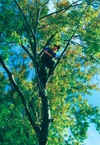 Arbor Co Tree Services Pic 1 - Tree pruning