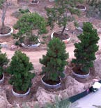 Arbor Co Tree Services Pic 5 - Tree selection advice