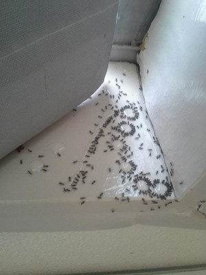 Clean & Green Pest Management Pic 2 - Clean and Green Pest Management Expert ant control