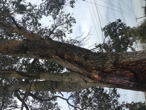 Peninsula Pruning Pic 4