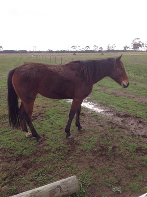 Harness Racing Victoria Pic 3