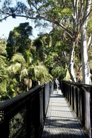 Tamborine Rainforest Skywalk Pic 5