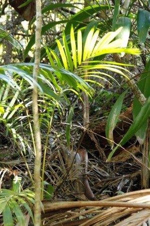 Tamborine Rainforest Skywalk Pic 3