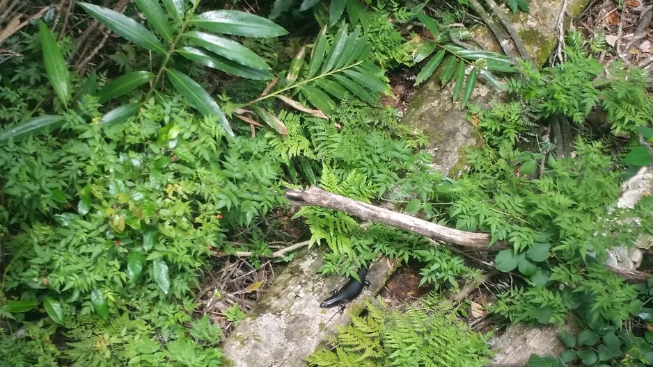 Tamborine Rainforest Skywalk Pic 1