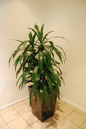 Jenny's Indoor Plant Hire Pic 4