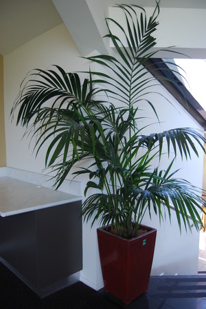 Jenny's Indoor Plant Hire Pic 5