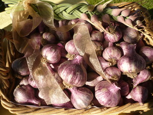 The Garlic Clinic Pic 3 - Beautiful Monaro Red Garlic