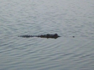 Off Road Adventure Safaris Pic 2 - Freshwater Croc at Musgrave Road house wwwtourcapeyorkcomau