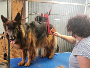 Bannockburn Dog Grooming and Pet Supplies Pic 2