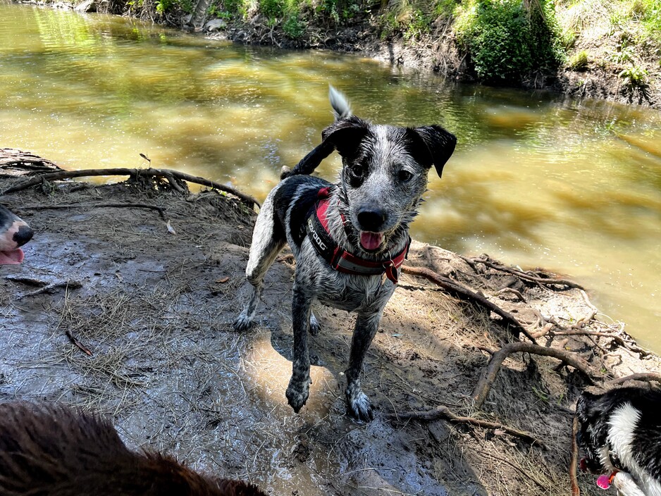 Get Your Dog Walking Pic 1 - Murray at the creek