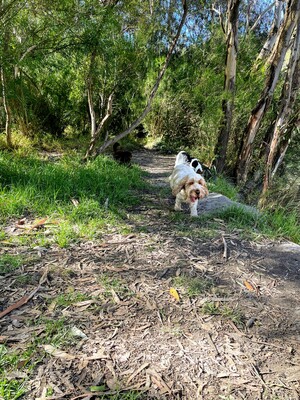 Get Your Dog Walking Pic 3 - Jonsey on bush track