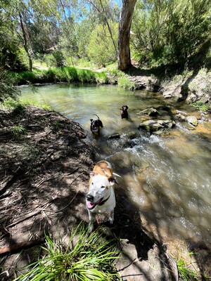 Get Your Dog Walking Pic 4 - Dogs swimming at merri creek