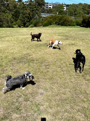 Get Your Dog Walking Pic 5 - Dogs playing on hill