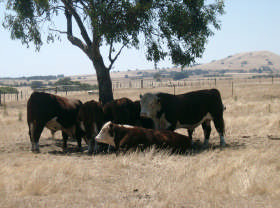 Heatherington Cottage Pic 1 - Cottage neighbours