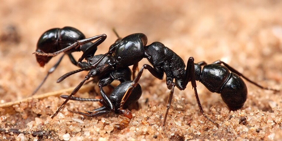 Pest Control Amaroo Pic 1