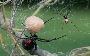 Pest Control Amaroo Pic 4